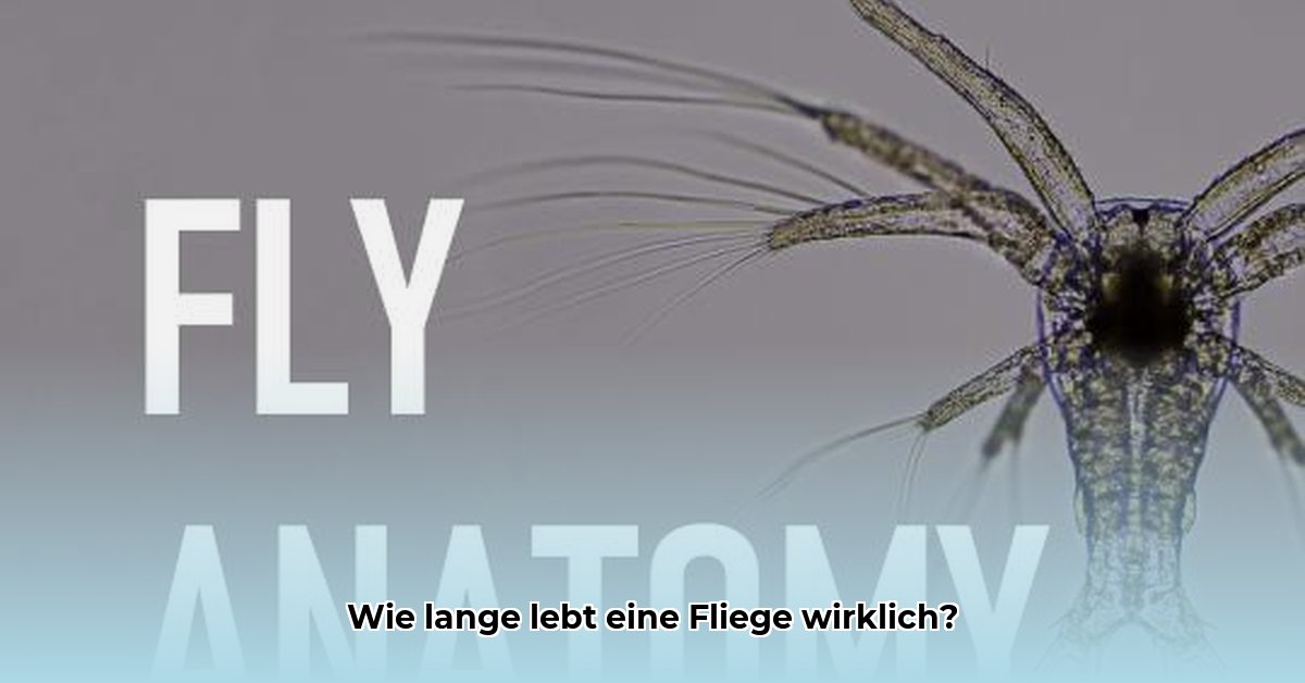 wie-alt-wird-eine-fliege